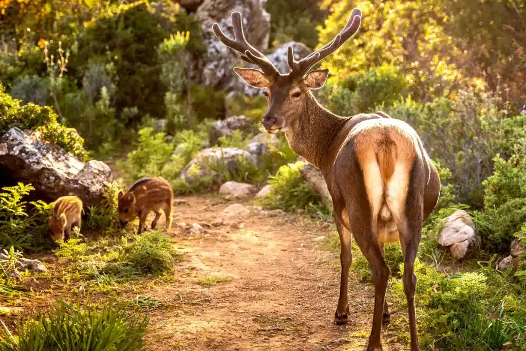 Un ciervo junto a dos pequeños jabalíes