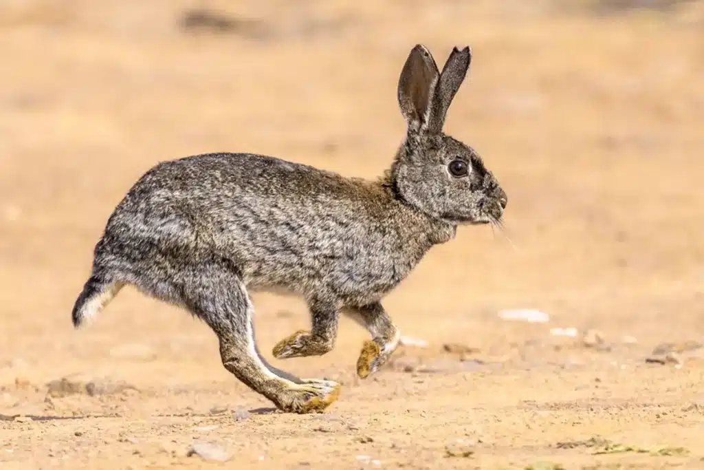 conejo