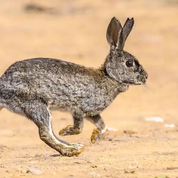 conejo