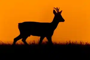 Un corzo al atardecer.