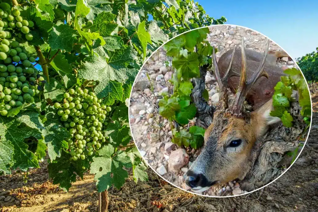 corzo-freixenet