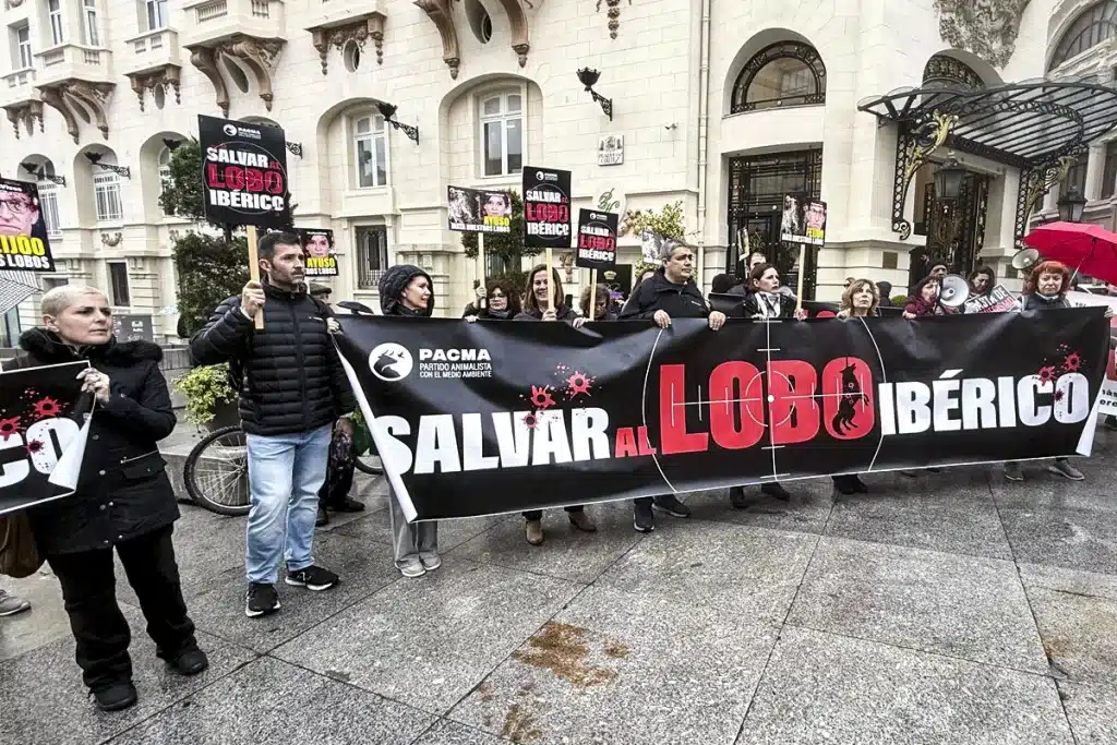 fracaso manifestación contra la caza del lobo PACMA