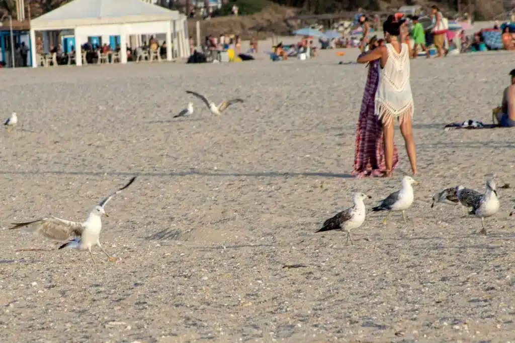 gaviotas