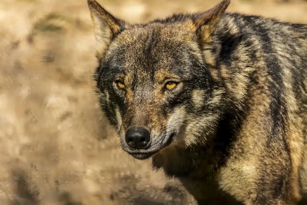 lobo ibérico