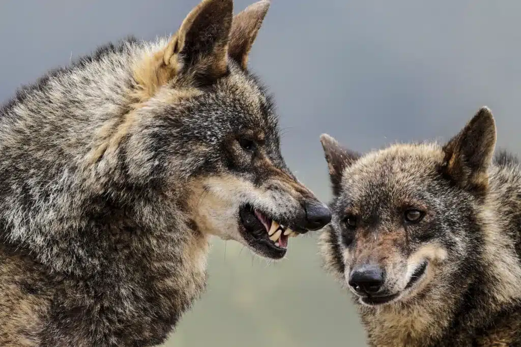 lobos
