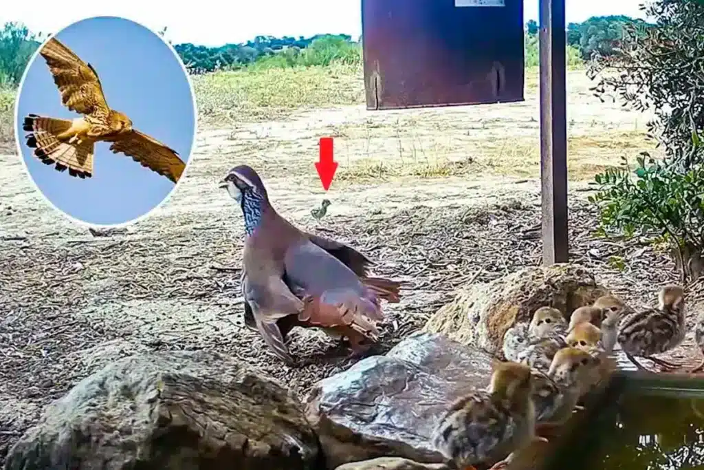 perdiz roja cernícalo pollos