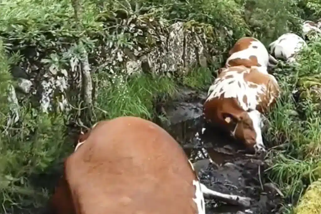 rayo vacas Galicia