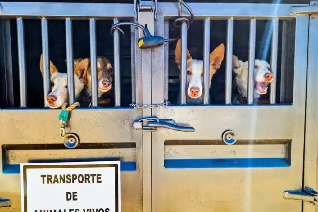 remolque perros