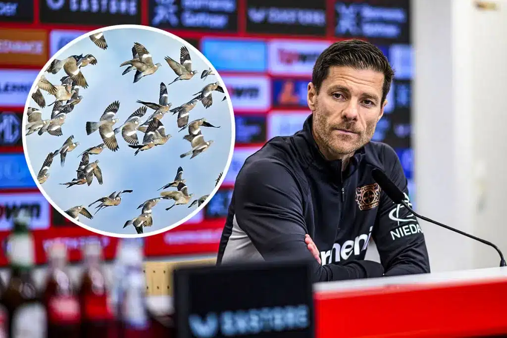 Xabi Alonso caza
