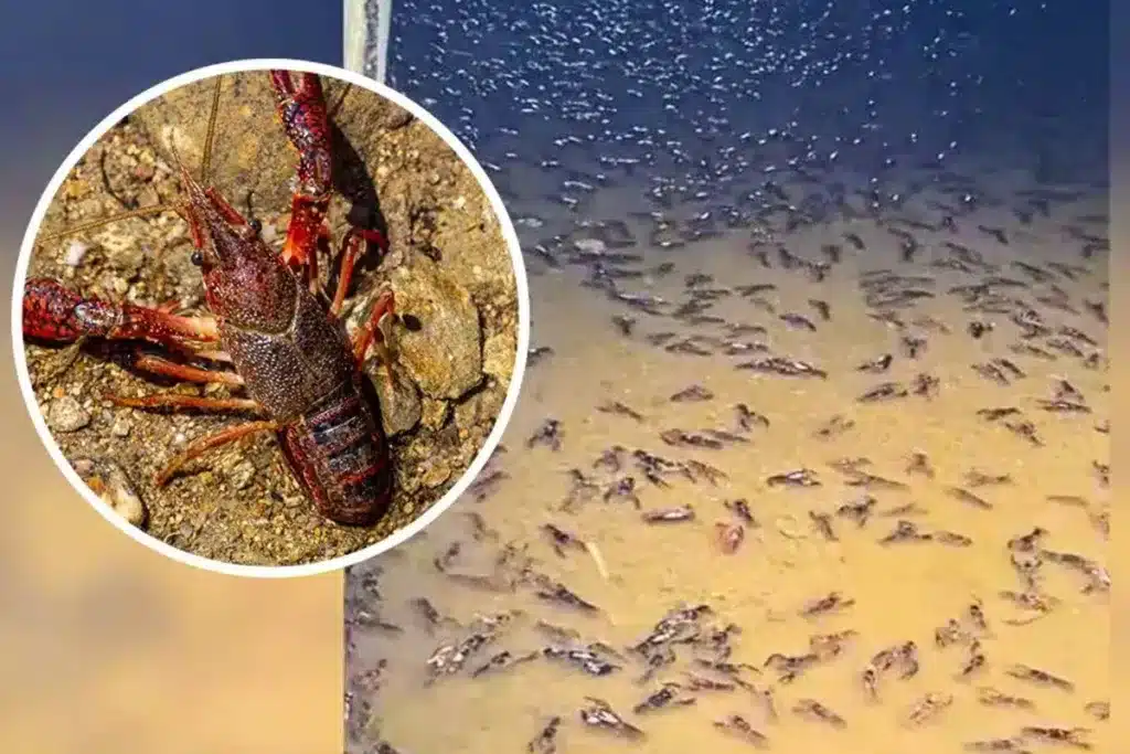 cangrejos de río
