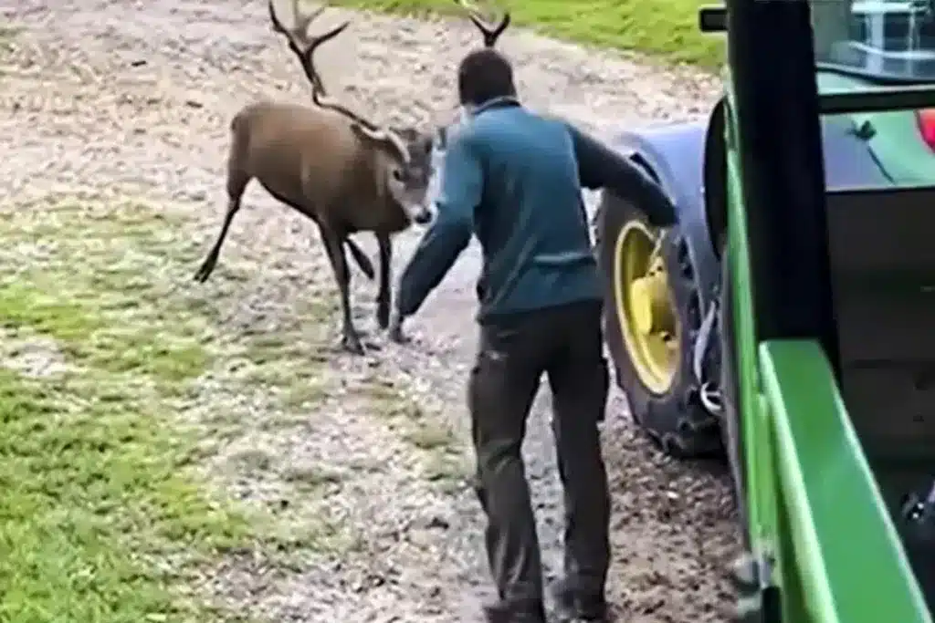 ciervo agricultor