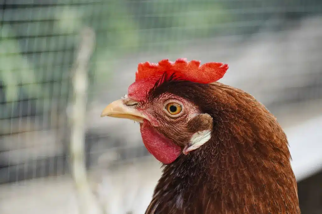 Gallinas