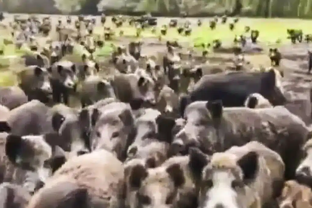 jabalíes 4x4