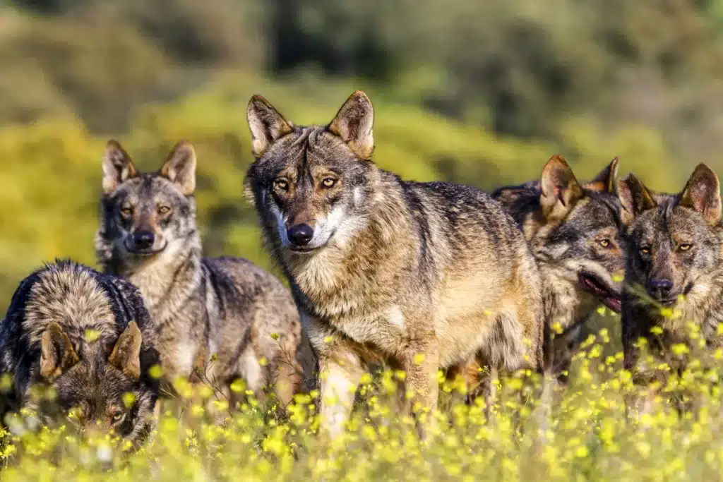 Lobo ibérico