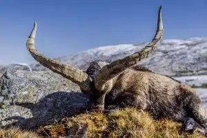 Macho montés Gredos