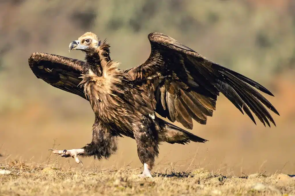 Nuevo parásito aves carroñeras buitre negro alimoche