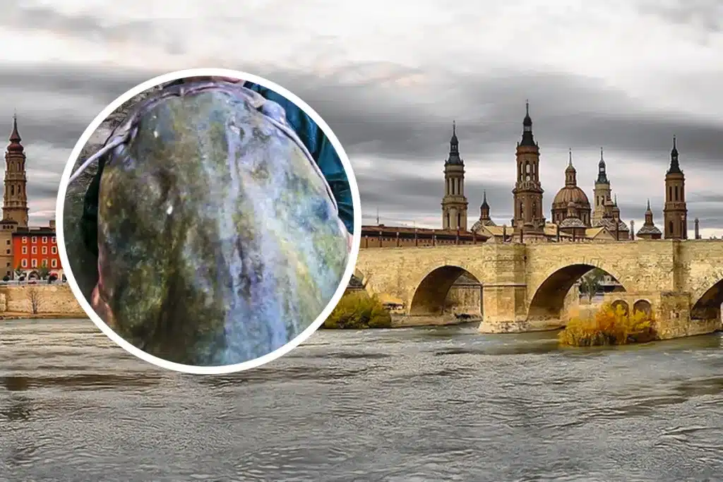 Siluro ebro