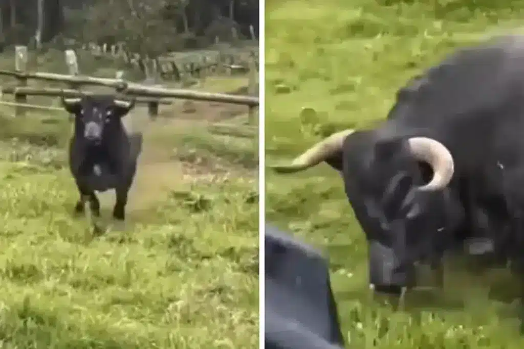 toro bravo