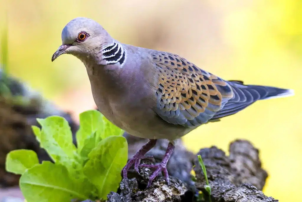 Tórtola europea