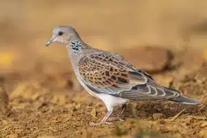 tórtola