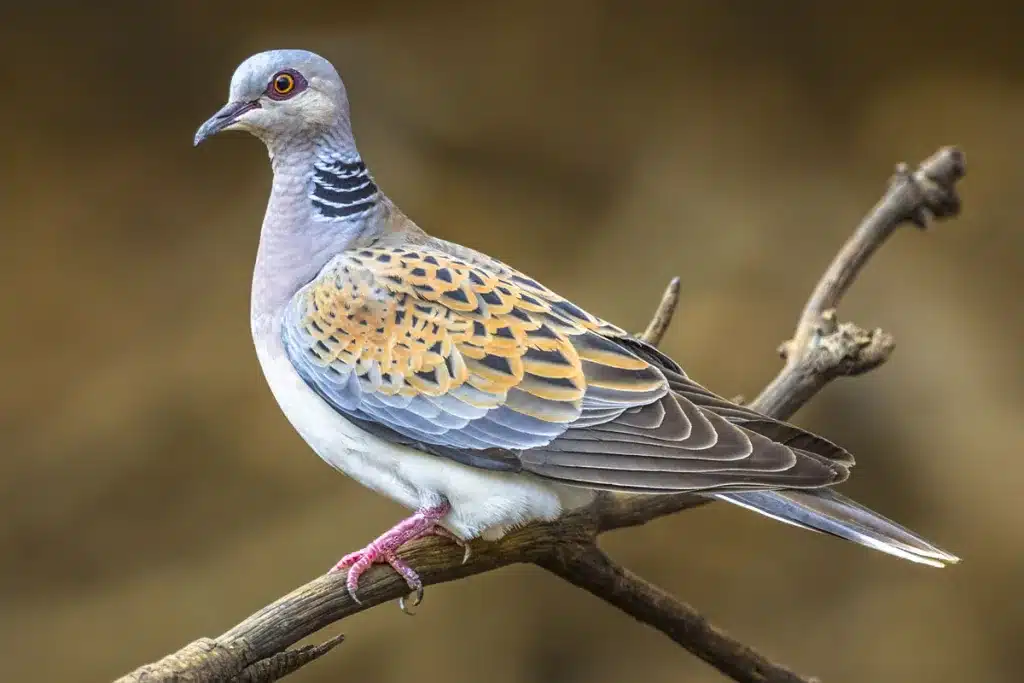 tórtola europea