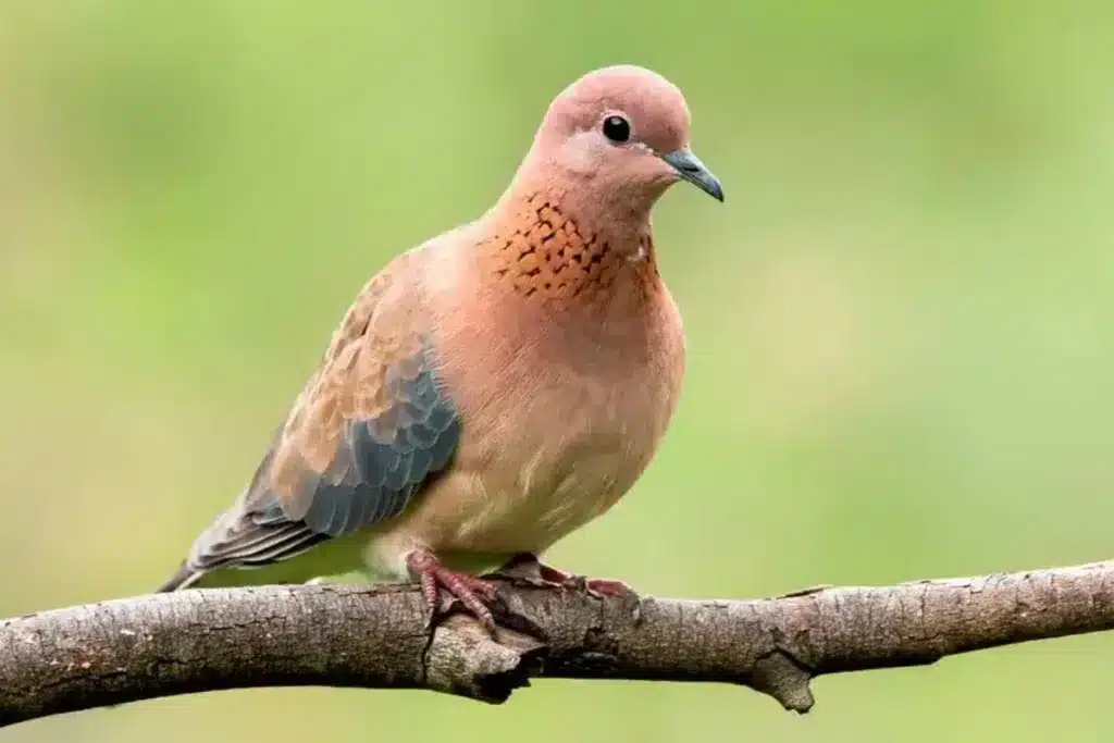 tórtola senegalesa