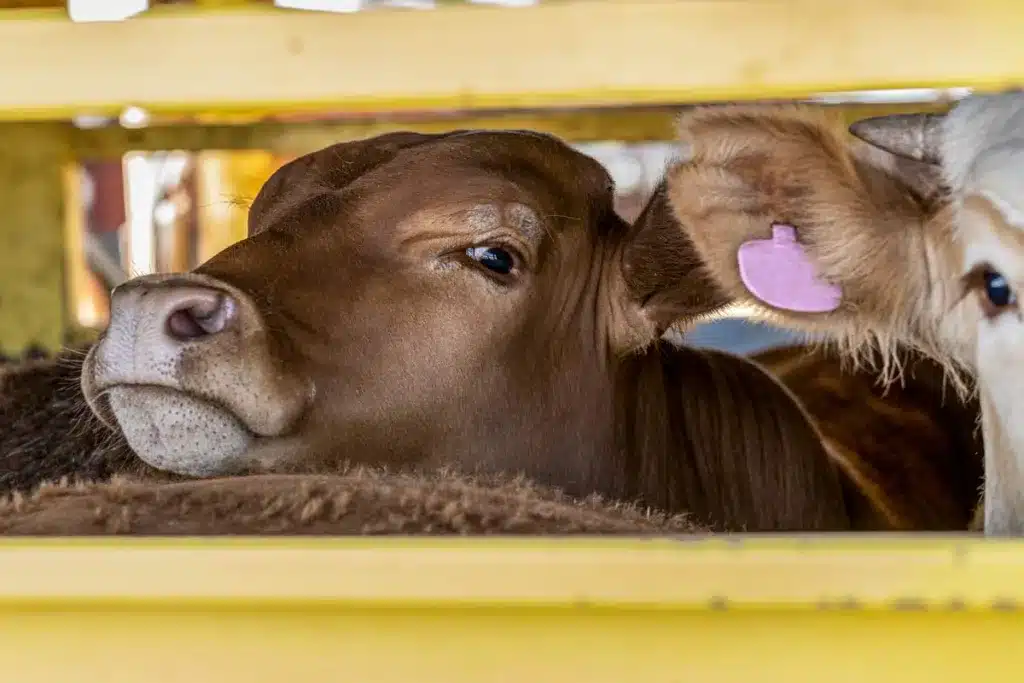 Vacas camino del matadero.