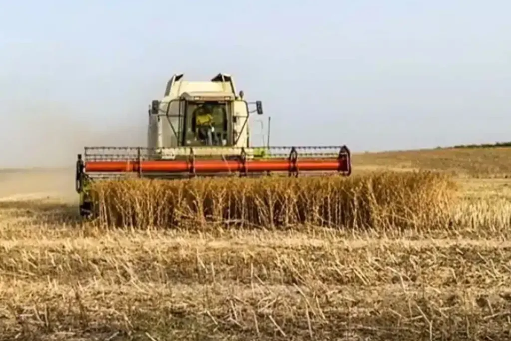 agricultor cosecha sorpresa no son jabalíes