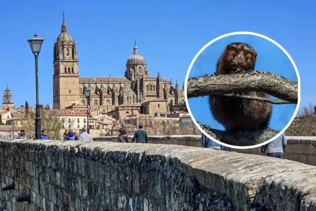 Especie invasora Salamanca