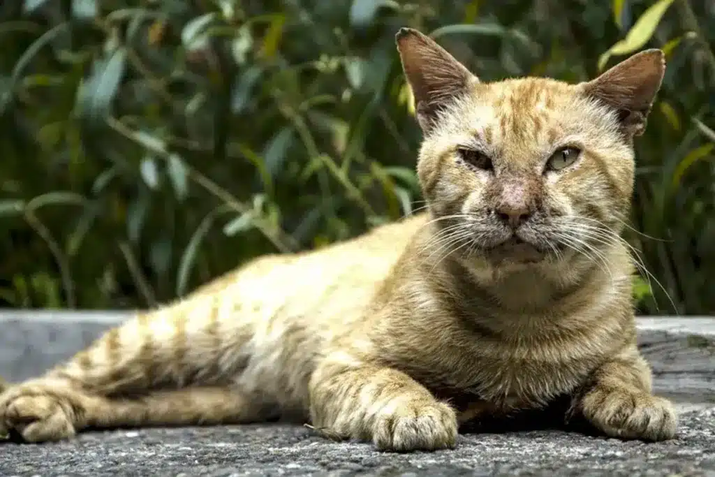 gato