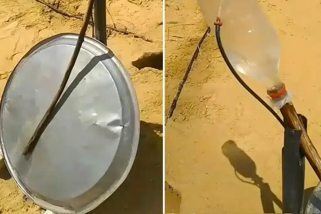 invento jabalíes