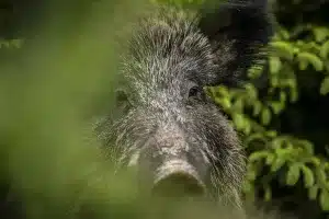 jabalí