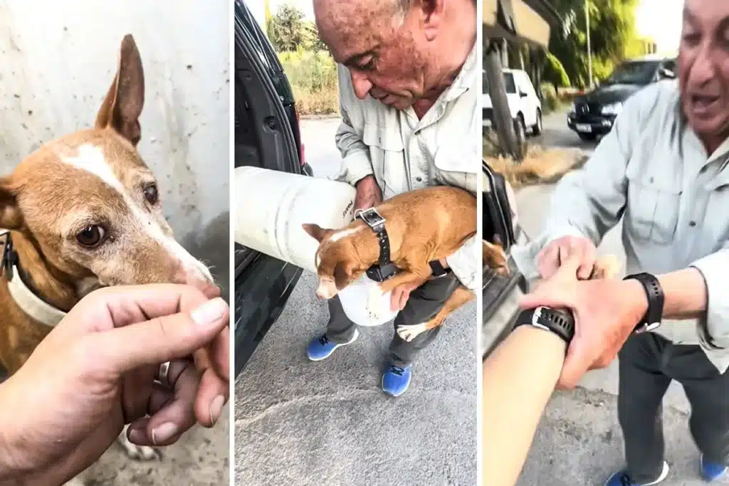 joven rescata perra perdida cazador