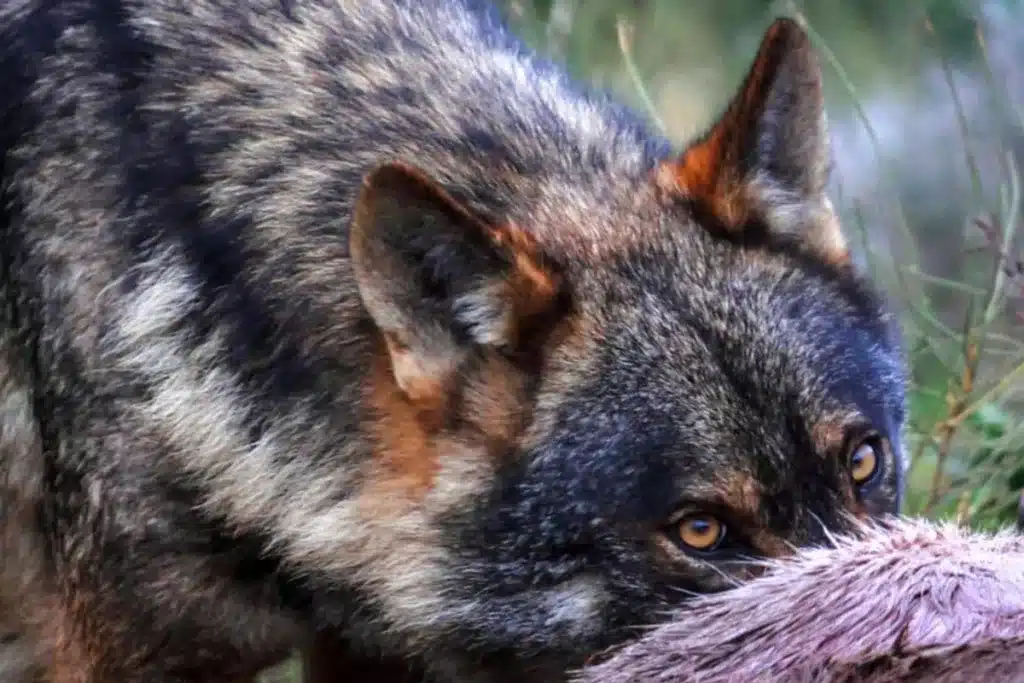 lobo