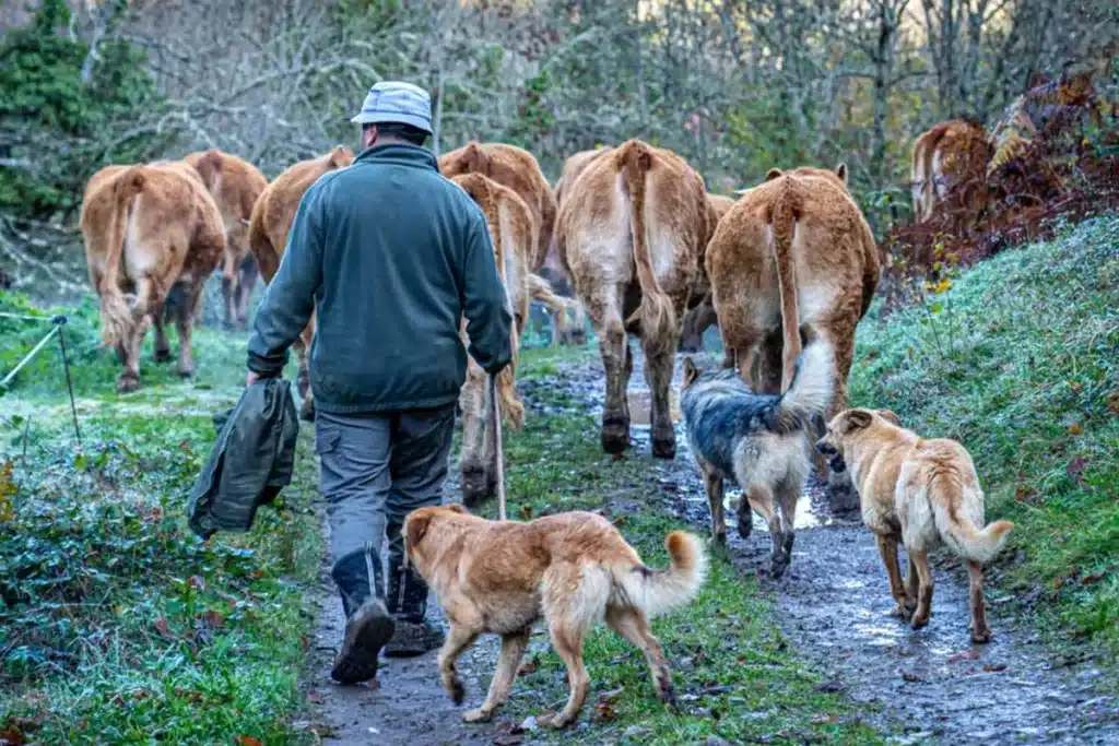 mundo rural