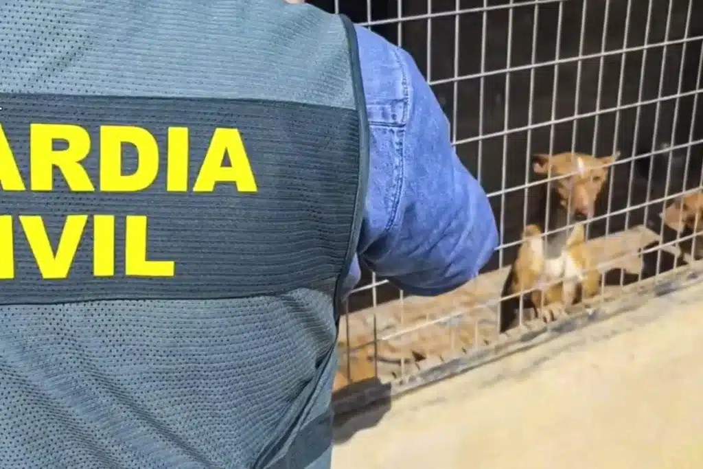Perros en las instalaciones de la protectora