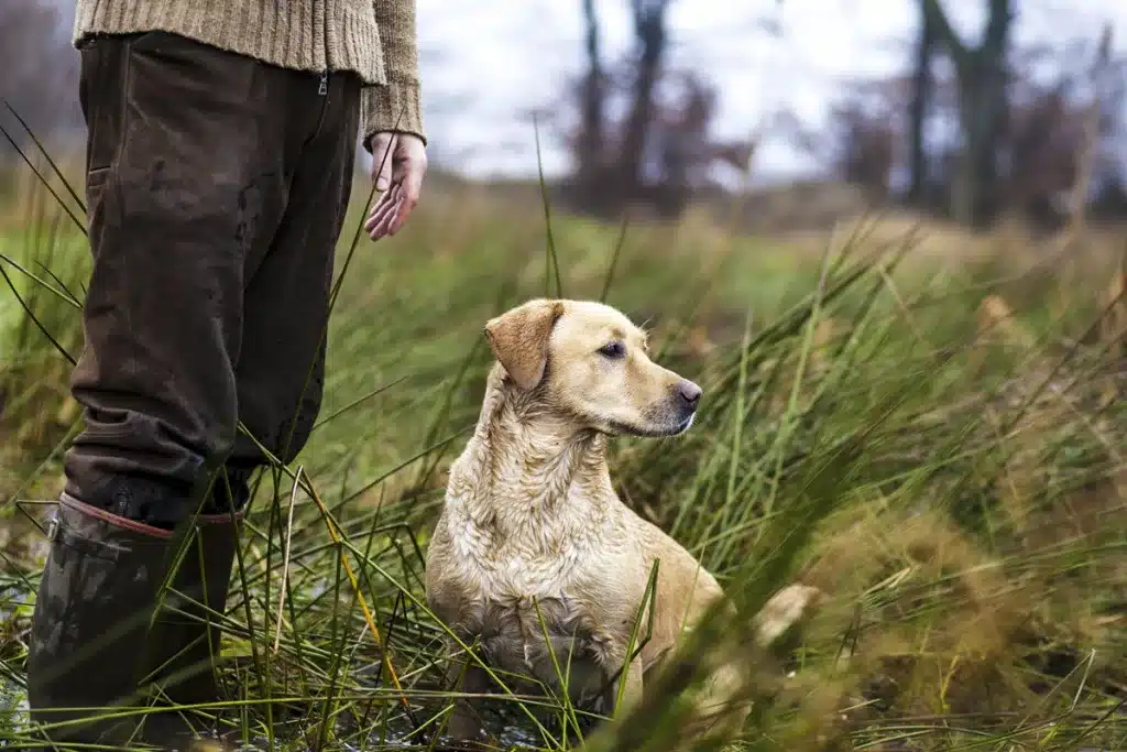 retriever