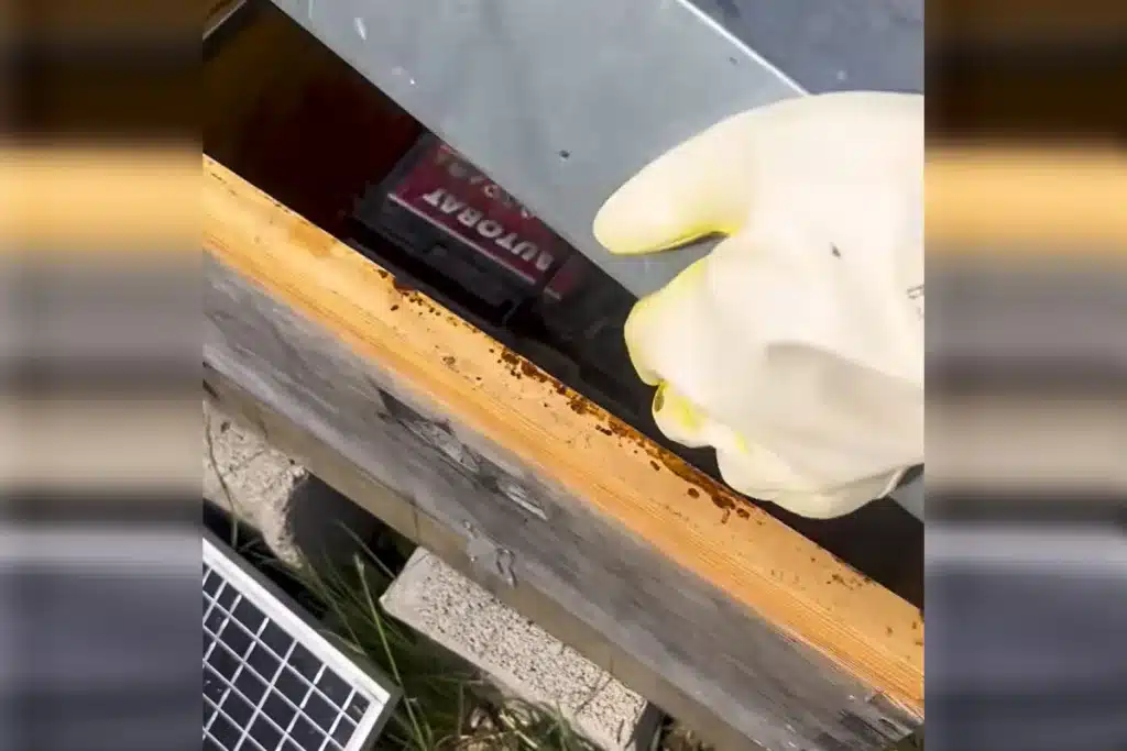 Sorpresa apicultor