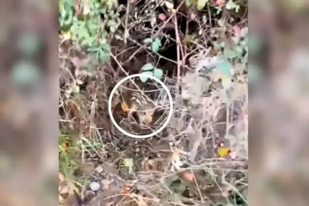 tesoro naturaleza zarzal