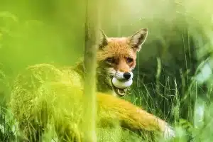 zorro