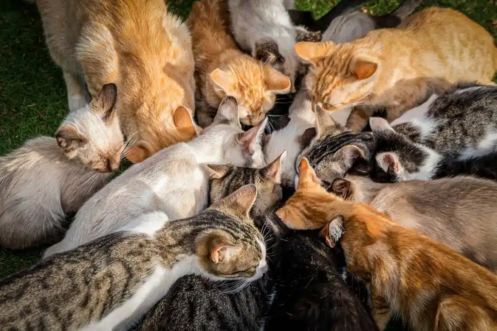 Gatos callejeros.