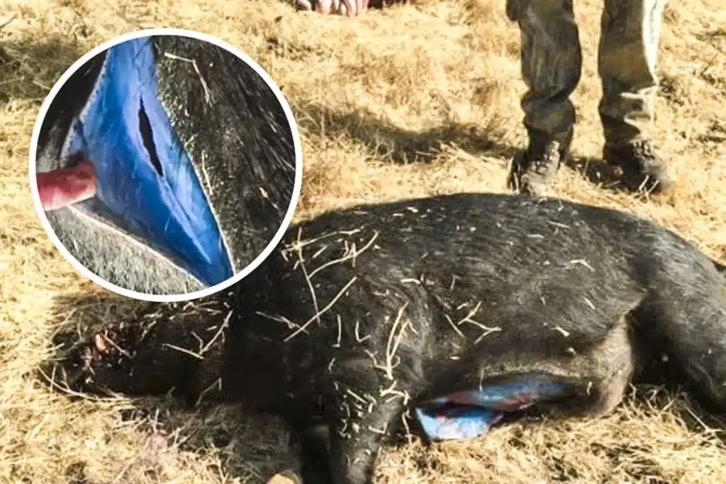 Jabalí grasa azul