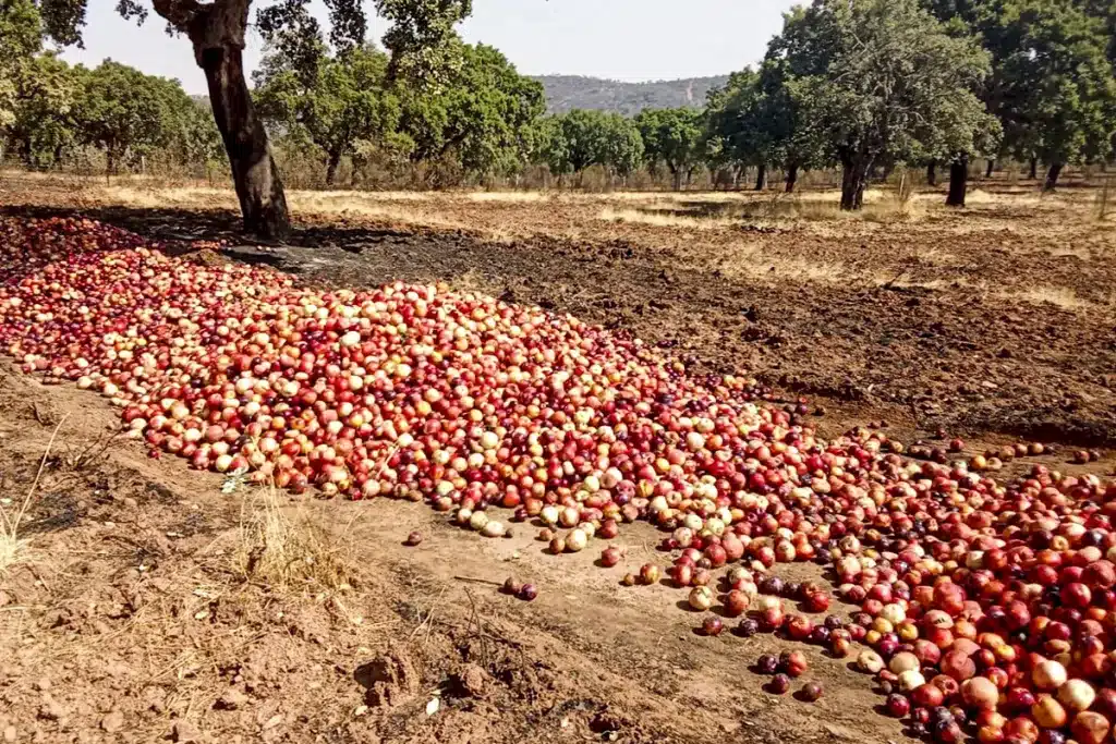 Manzanas cazador