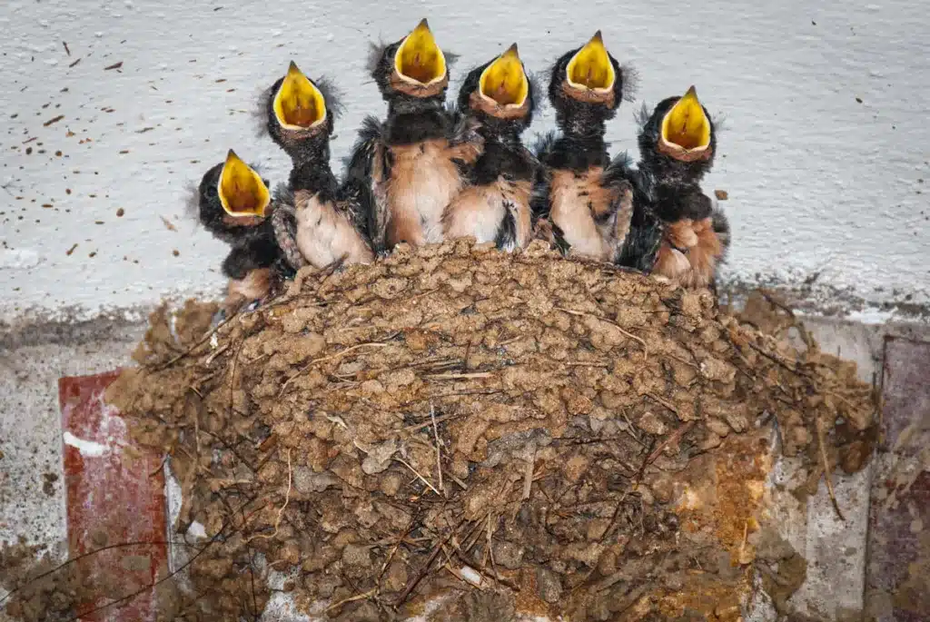 Nido de golondrina.