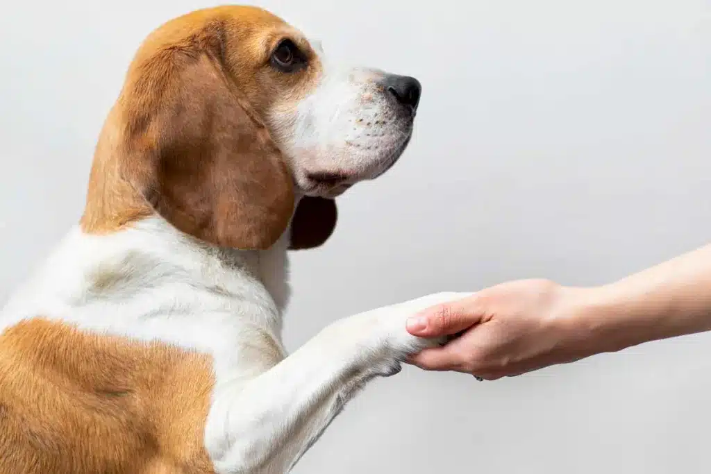 Perro de caza dando su pata.