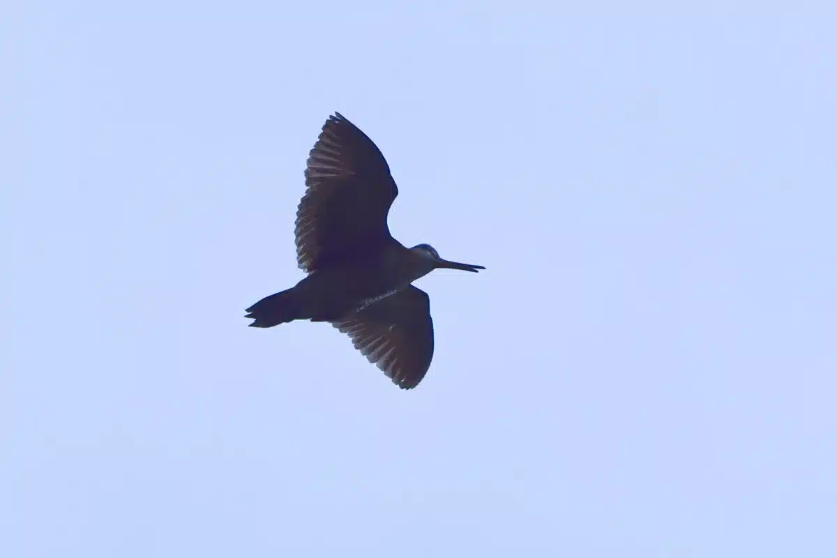 becada