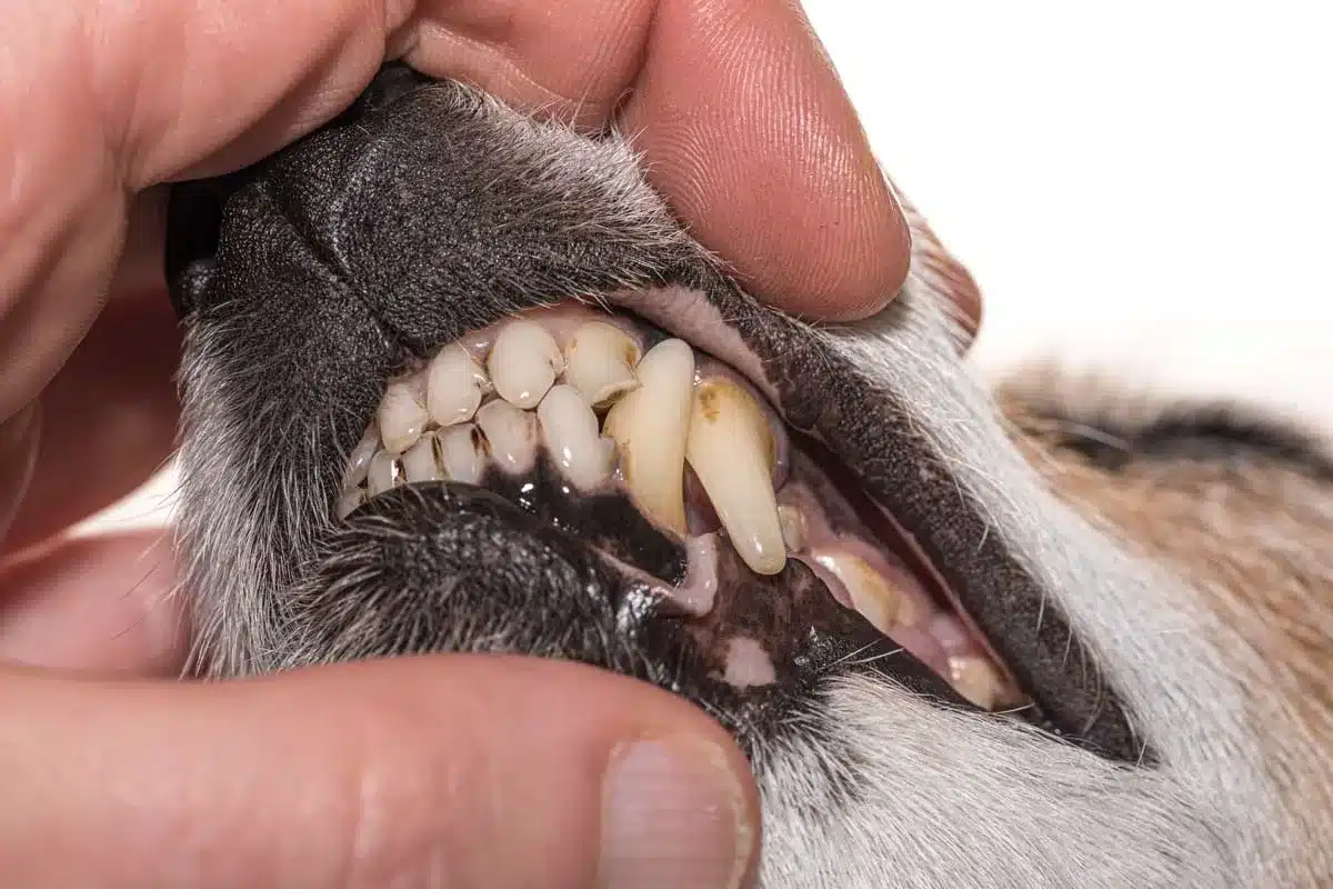 El dueño de un perro examina las encías del animal.