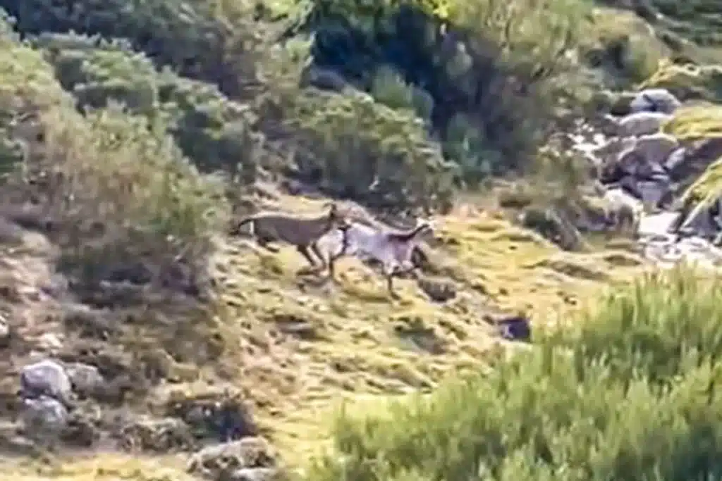 lobo ataca cabra