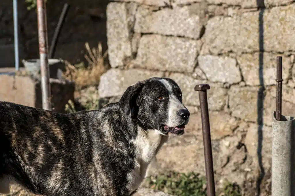 Mastín