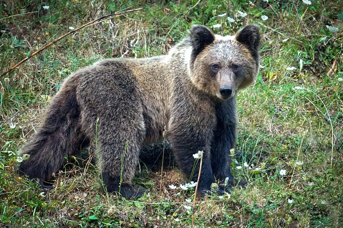 Oso pardo.